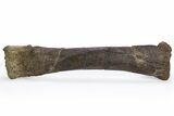 Fossil Sauropod (Diplodocus) Radius Bone - Wyoming #306950-3